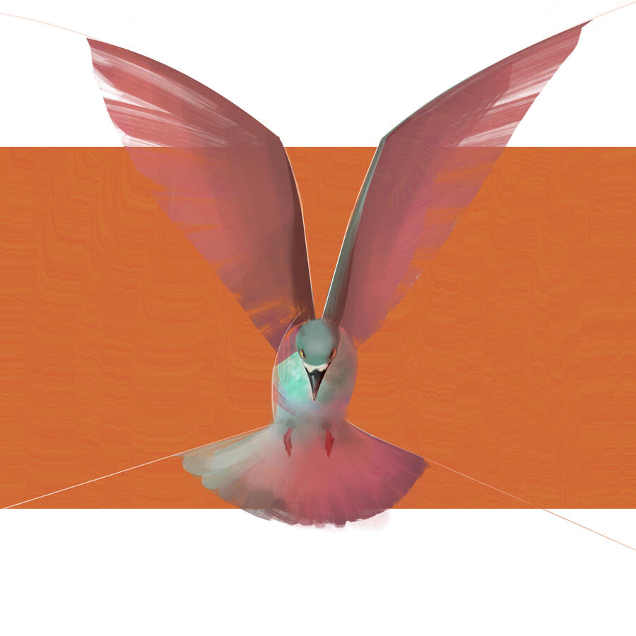 Pigeon
